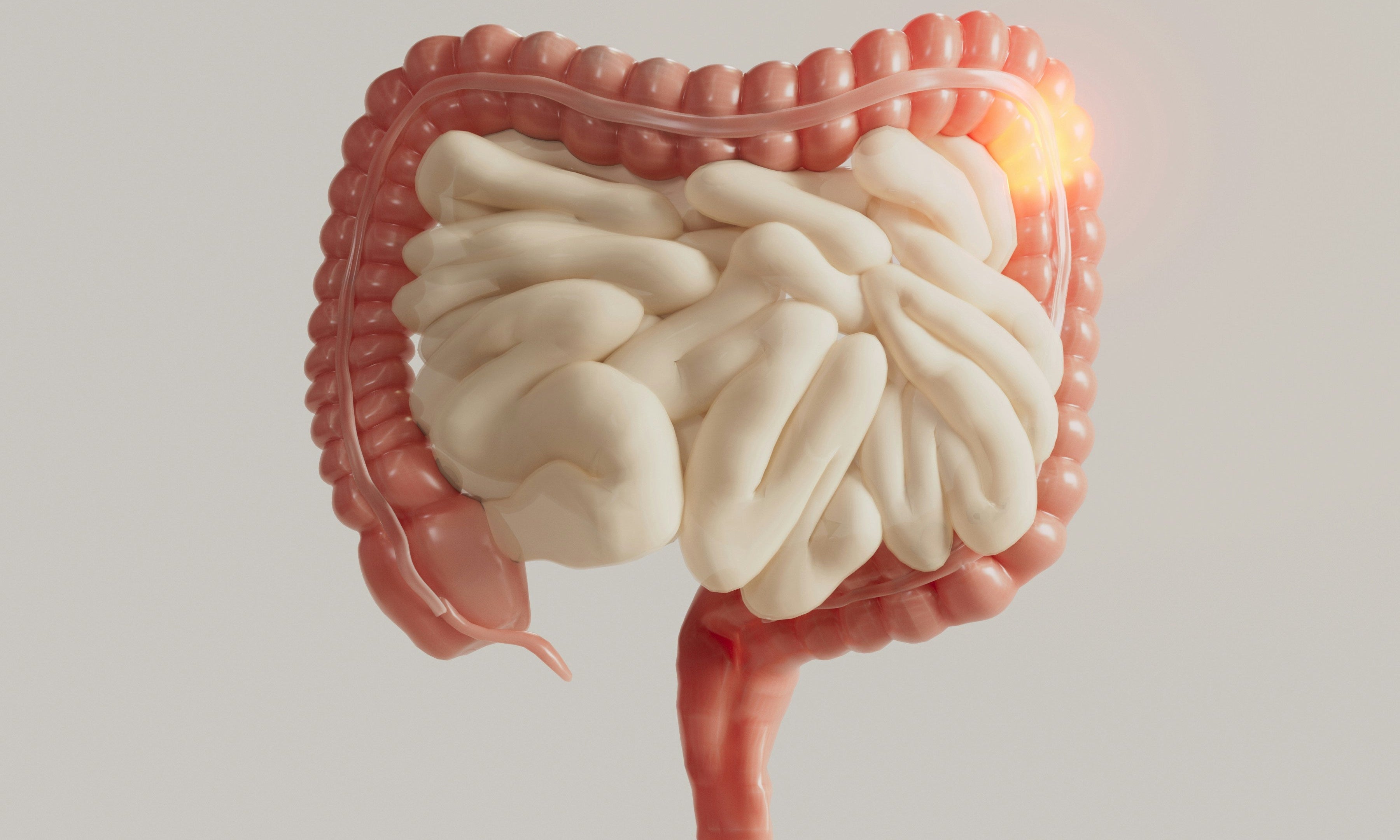 The Gut-Brain Connection: How Digestion Shapes Your Mind