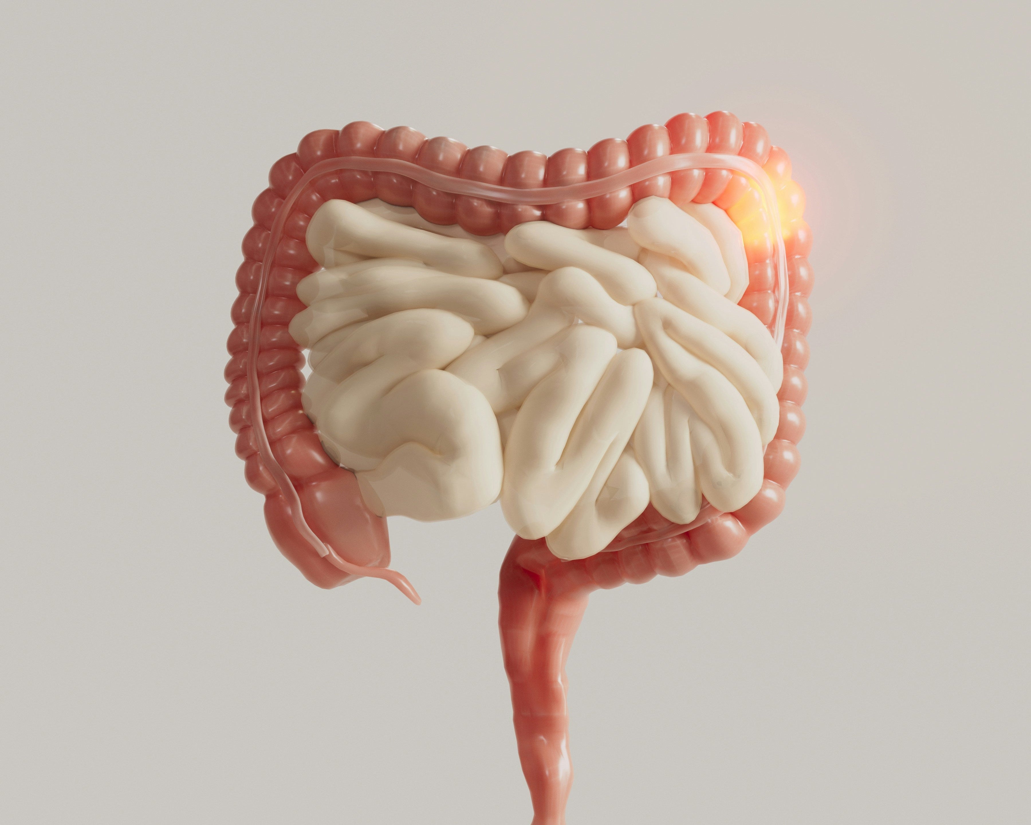 The Gut-Brain Connection: How Digestion Shapes Your Mind